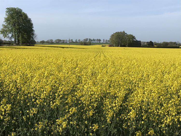 Böljande skånska rapsfält