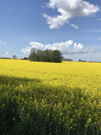 Gula rapsfält i Skåne